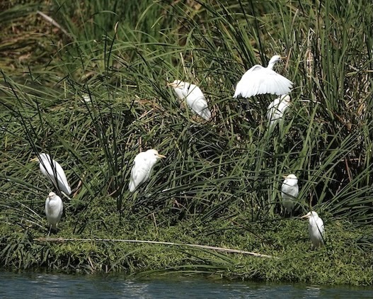 cattle egret